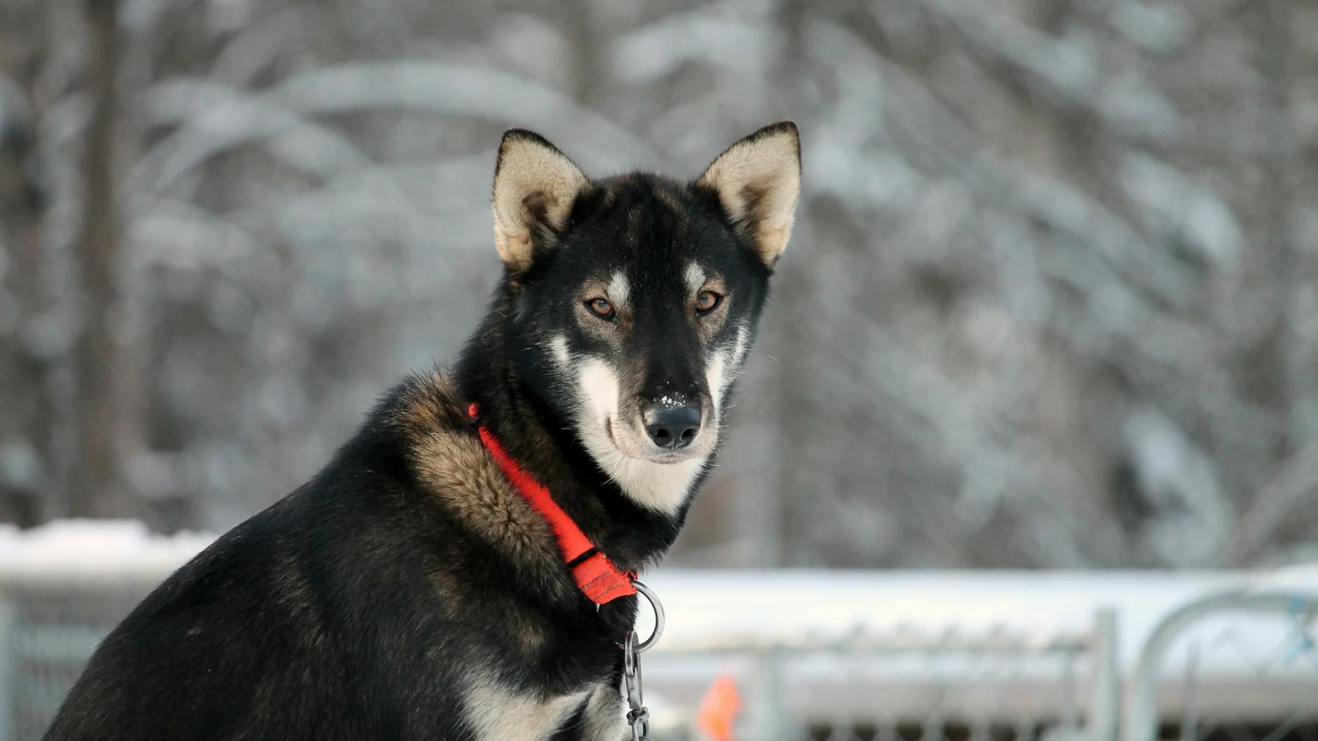 Attelage de chiens de traîneau husky dans la neige en montagne